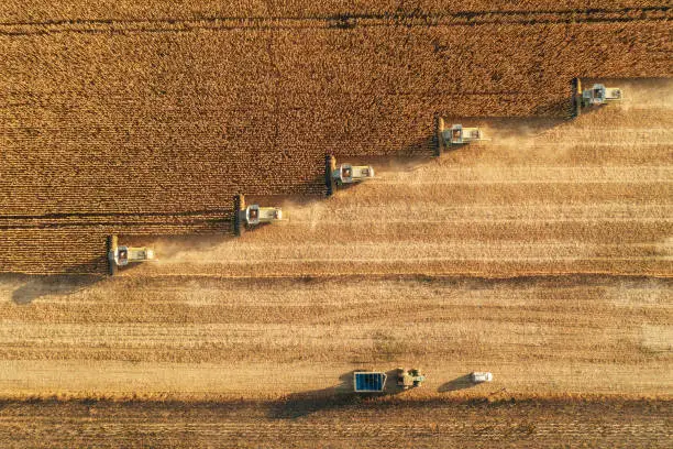 Interpretação dos Sonhos: Explorando o Campo