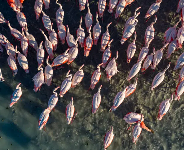 Interpretação dos Sonhos com Flamingos