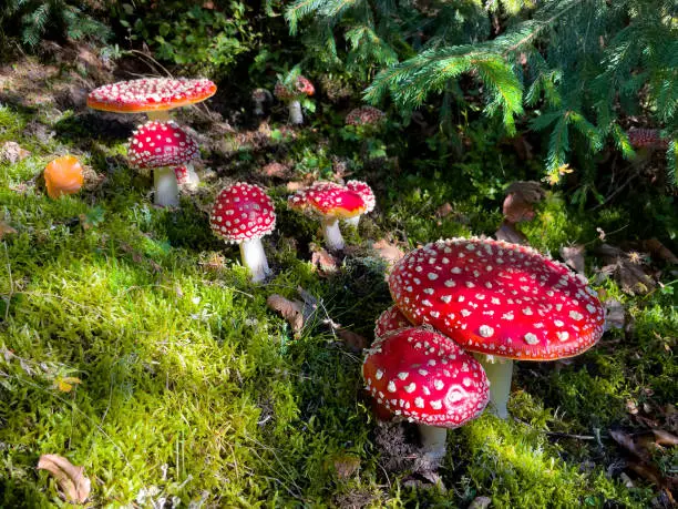 Interpretação dos Sonhos sobre Flyagaric