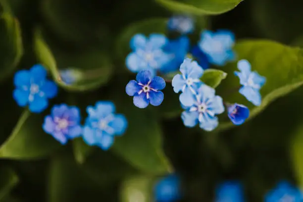 Interpretação dos Sonhos: O Significado da Flor "Não-Me-Esqueças"