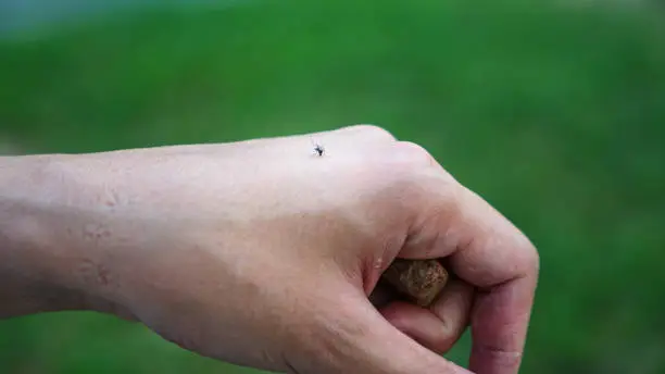 Interpretação dos Sonhos: O Que Significa Sonhar com Foxbite