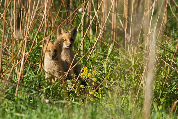 Interpretação dos Sonhos sobre Foxlet