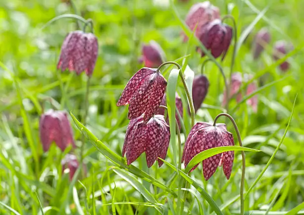 Interpretação dos Sonhos com Fritilária