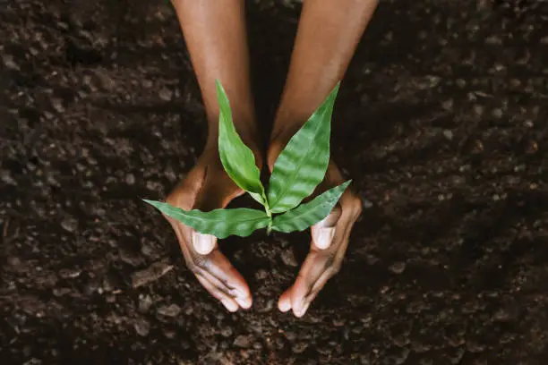 Interpretação dos Sonhos: Ser Jardineiro