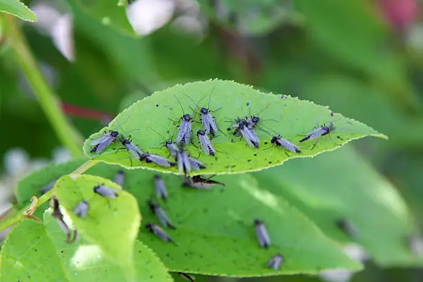 Interpretação de Sonhos com Mosquitos: Sabedoria dos Oráculos