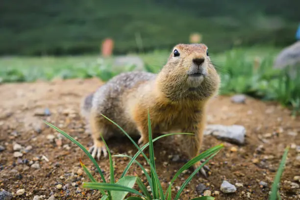 Interpretação dos Sonhos: Sonhando com Gophers