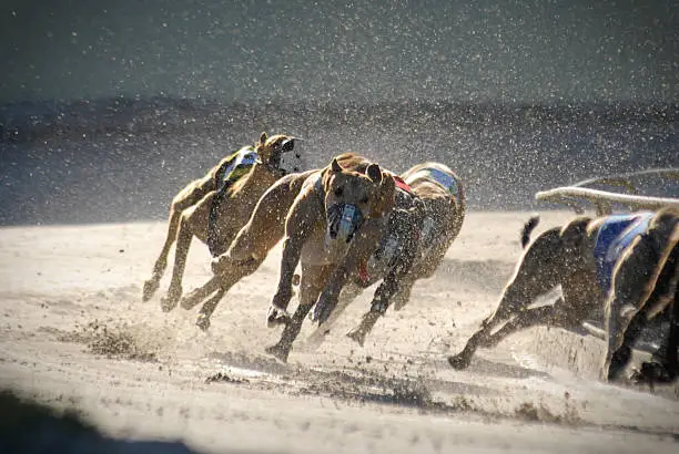 Interpretações Oníricas: Sonhar com Greyhound