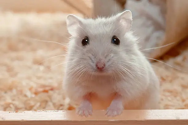 Interpretação dos Sonhos: Hamster como Símbolo