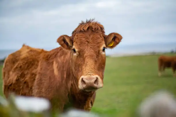 Interpretação dos Sonhos: Sonhando com uma Vaca