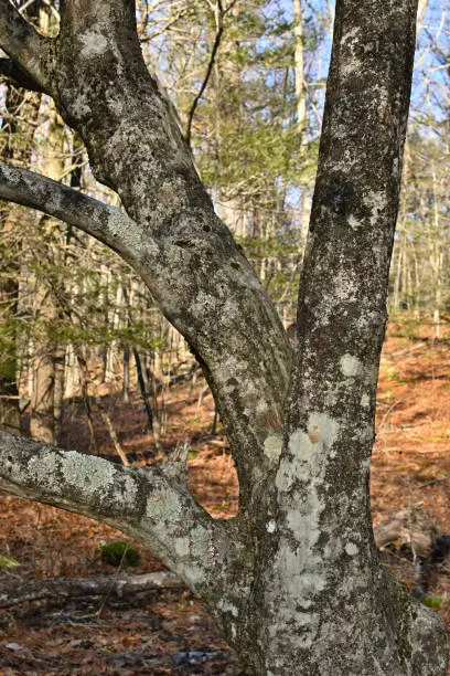 Interpretação dos Sonhos com o Hornbeam