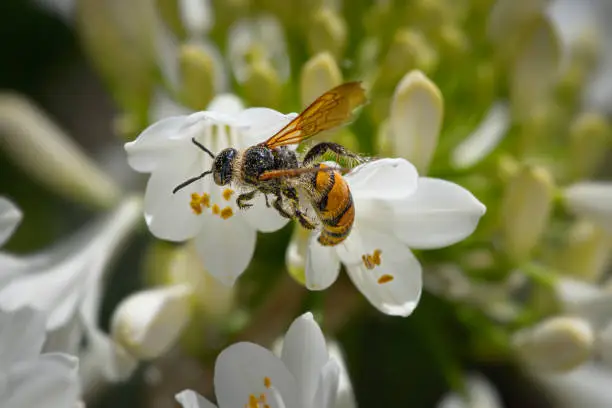 Interpretação dos Sonhos sobre a Hornet