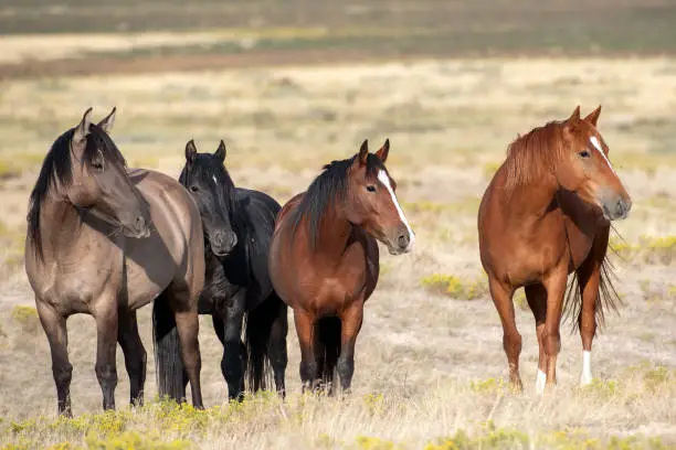 Interpretação dos Sonhos com Cavalos