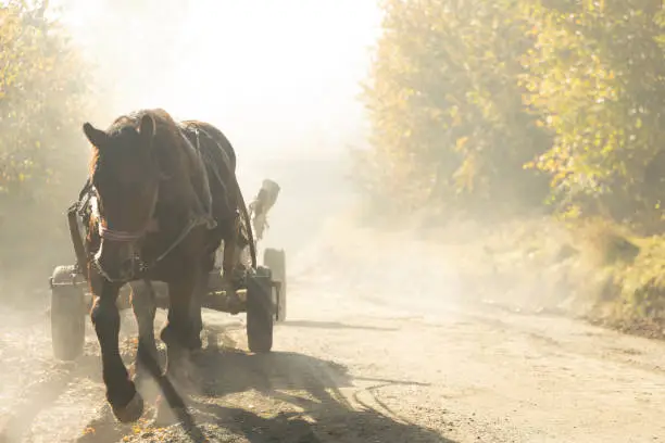 Interpretação dos Sonhos: O Carro de Carga de Cavalos