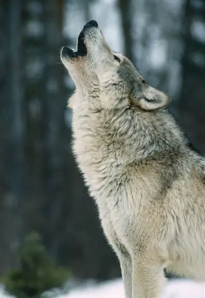 Interpretação dos Sonhos: O Lobo Uivante