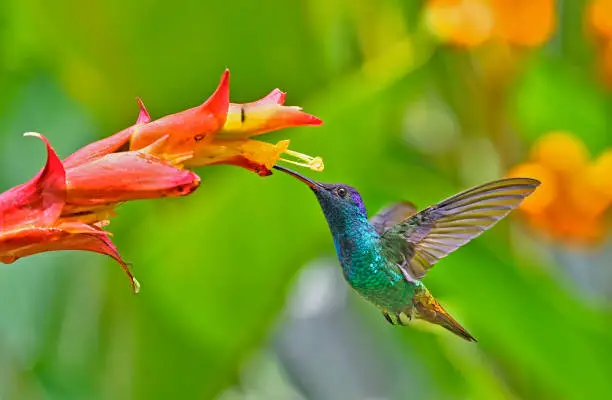 O Sonho com Fumaça: Interpretação dos Oráculos