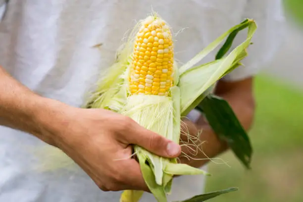 Interpretação dos Sonhos sobre Casca (Husk)