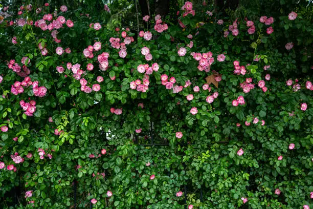 Interpretação de Sonhos: O Significado da Planta Trepadeira - Ivy