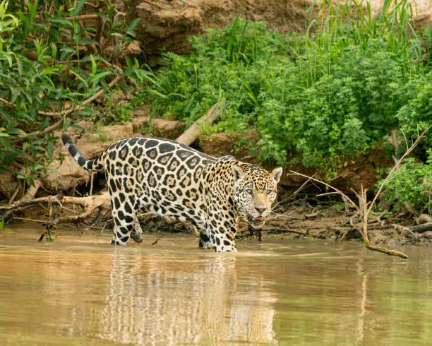 Interpretação dos Sonhos: O Jaguar como Símbolo de Potência e Misticismo