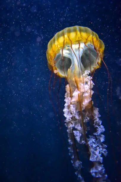 Interpretação dos Sonhos com Medusas