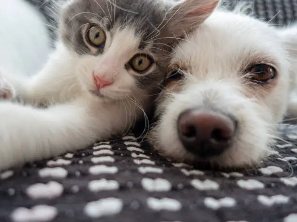 Interpretação dos Sonhos com Gatinhos