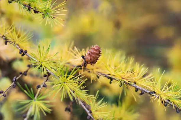 Interpretação de Sonhos: Sonhar com Larch