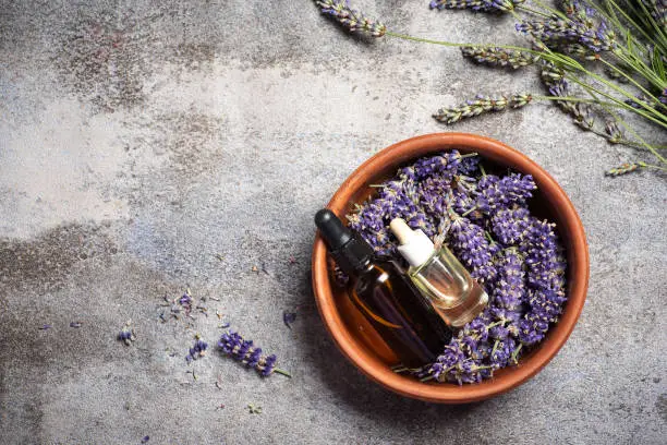 Interpretação dos Sonhos com Lavanda