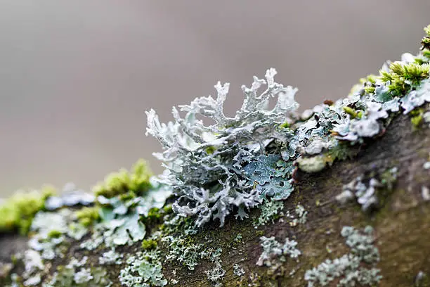 Interpretação dos Sonhos: Lichens e Seus Significados