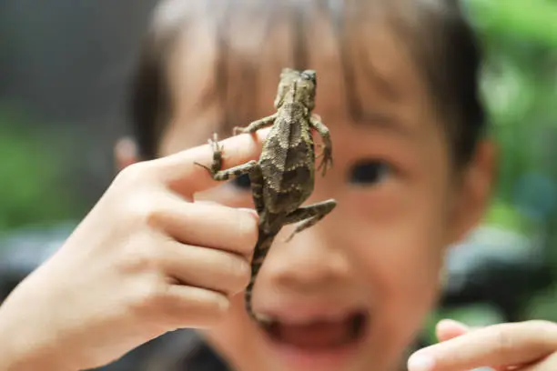 Interpretação dos Sonhos: O Lagarto Verde