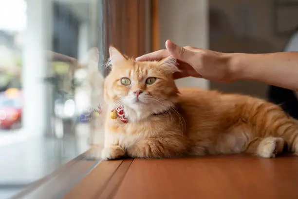 Interpretação de Sonhos: Sonhar com Cabelo Longo