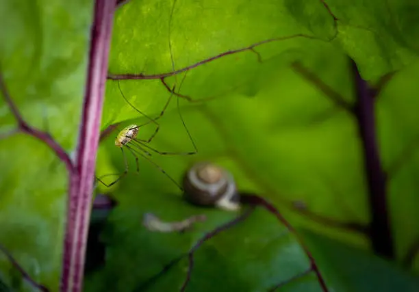 Interpretação de Sonhos: Longlegs