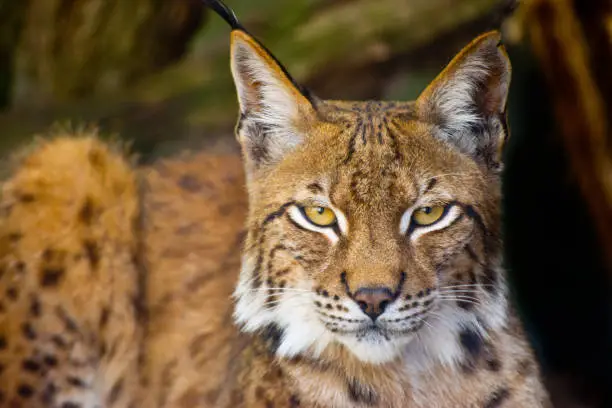 Interpretação dos Sonhos com Lynx: Sabedoria e Mistério