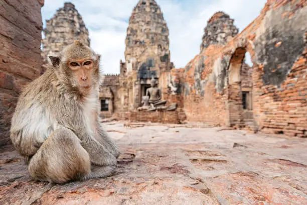 Interpretação dos Sonhos: O Que Significa Sonhar com Macacos