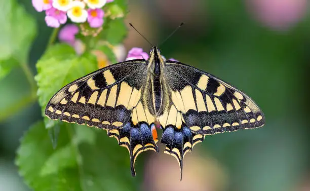 Interpretação dos Sonhos: Machaon como um Oráculo