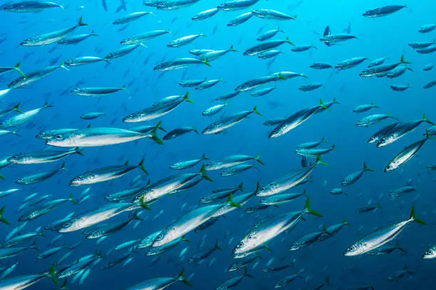 Interpretação do Sonho com Mackerel