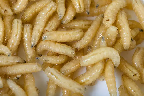 Interpretação dos Sonhos com Maggots