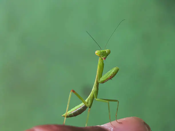 Interpretação dos Sonhos com Mantis