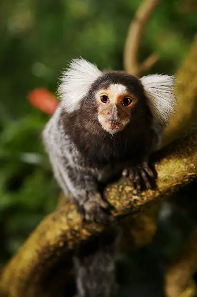 Interpretação dos sonhos com Marmoset