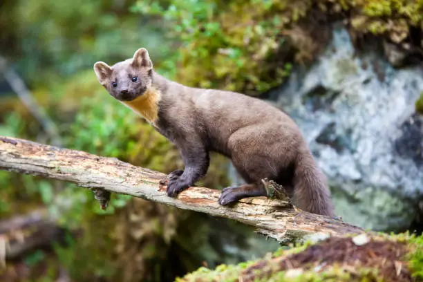 Interpretação dos Sonhos: A Visão de Marten