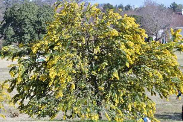 Interpretação dos Sonhos: Sonhar com Mimosa