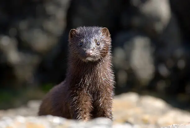 Interpretação dos Sonhos sobre Minks: O que os Oráculos Revelam