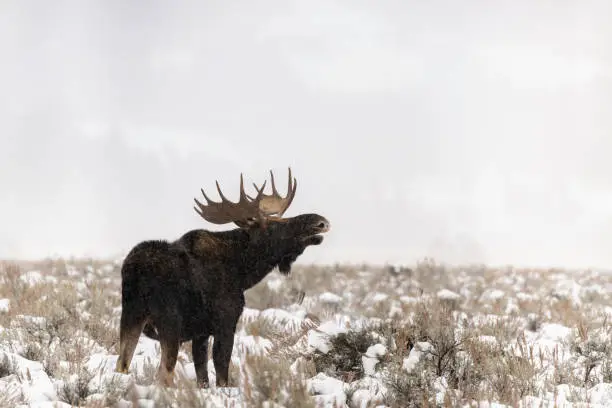 Sonhos com Alces: Interpretações de Oráculos