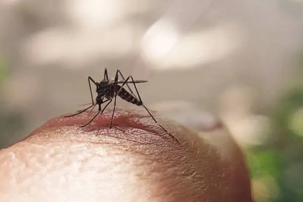 Interpretação de Sonhos com Mosquitos