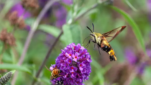 Interpretação dos Sonhos com a Mariposa