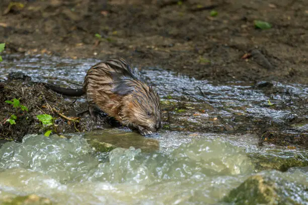 Interpretação do Sonho com Muskrats