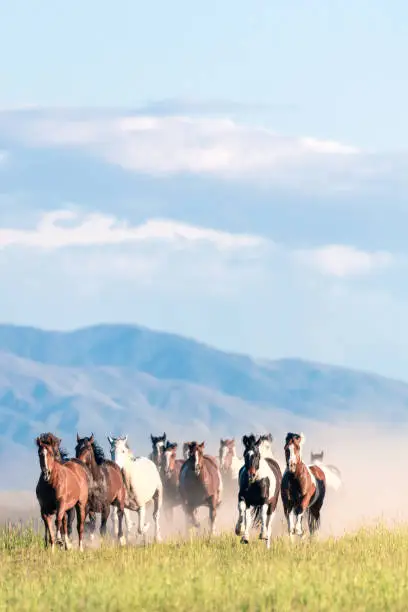 Interpretação do Sonho com Mustang: Um Olhar Através dos Sonhos de Miller, Vanga, Freud e do Sonhador Muçulmano