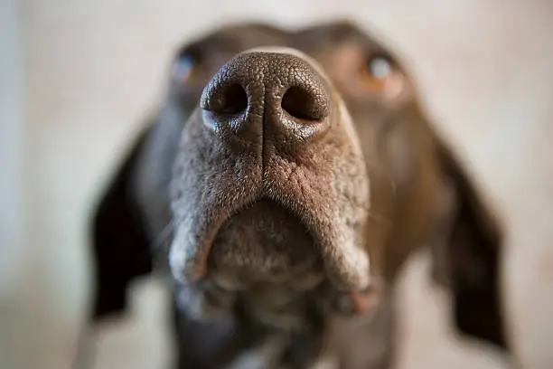 Interpretação dos Sonhos: O Que Significa Sonhar com um Muzzle