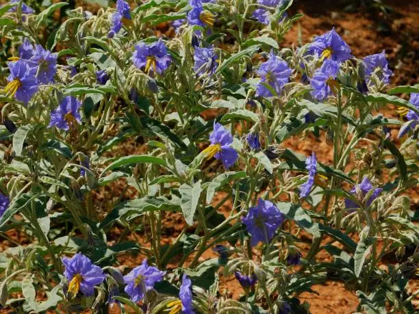 Interpretação dos Sonhos sobre a Nightshade