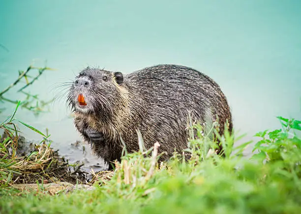 Interpretação dos Sonhos sobre Nutria