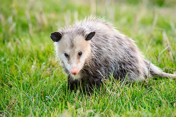 Interpretação dos Sonhos com Opossum