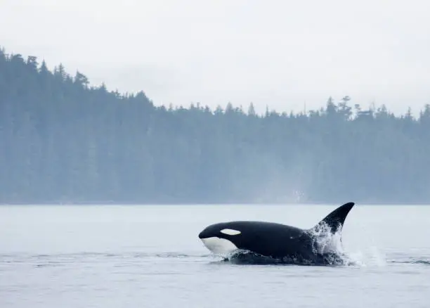 Interpretação dos Sonhos com Orcas